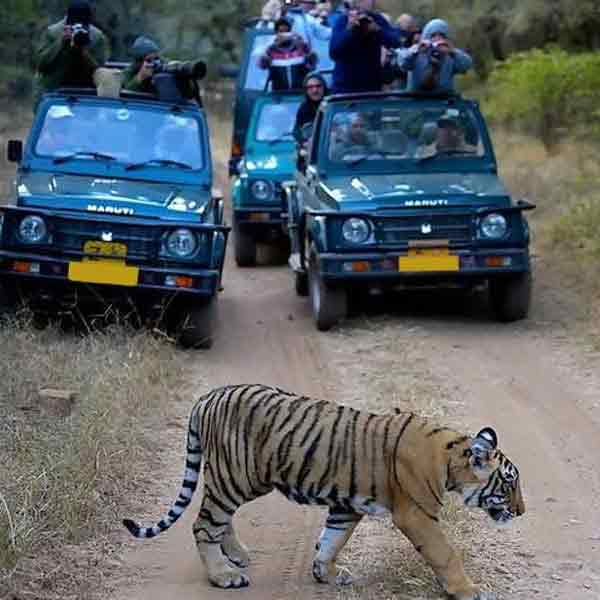 Ranthambore B2B Car Rental